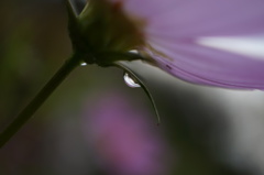 秋雨