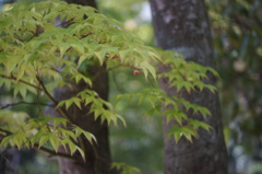 紅一点