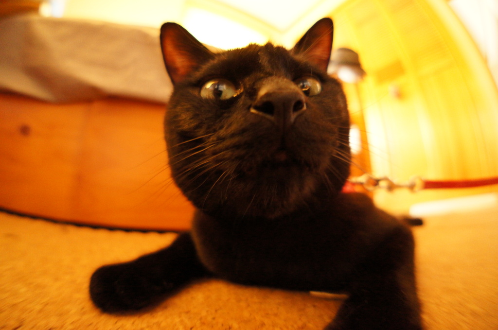 Fish eye　2