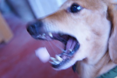 よしっ！
