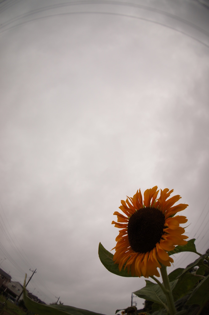 fish eye　5