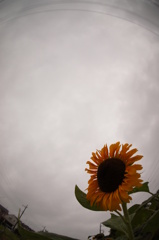 fish eye　5