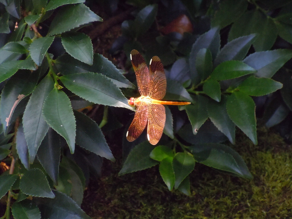 dragonfly