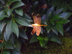 dragonfly