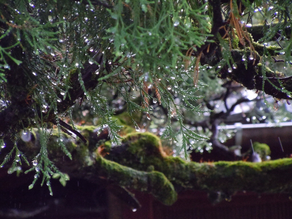 雷雨が去って