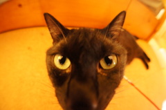 Fish eye　3