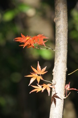 ひかえめな紅葉