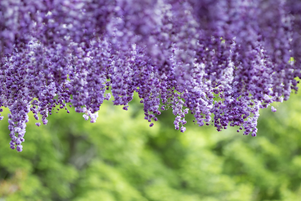 あしかがフラワーパーク⑤　藤の花三種盛り　八重咲き 