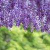 あしかがフラワーパーク⑤　藤の花三種盛り　八重咲き 