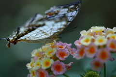 butterfly paradise 9