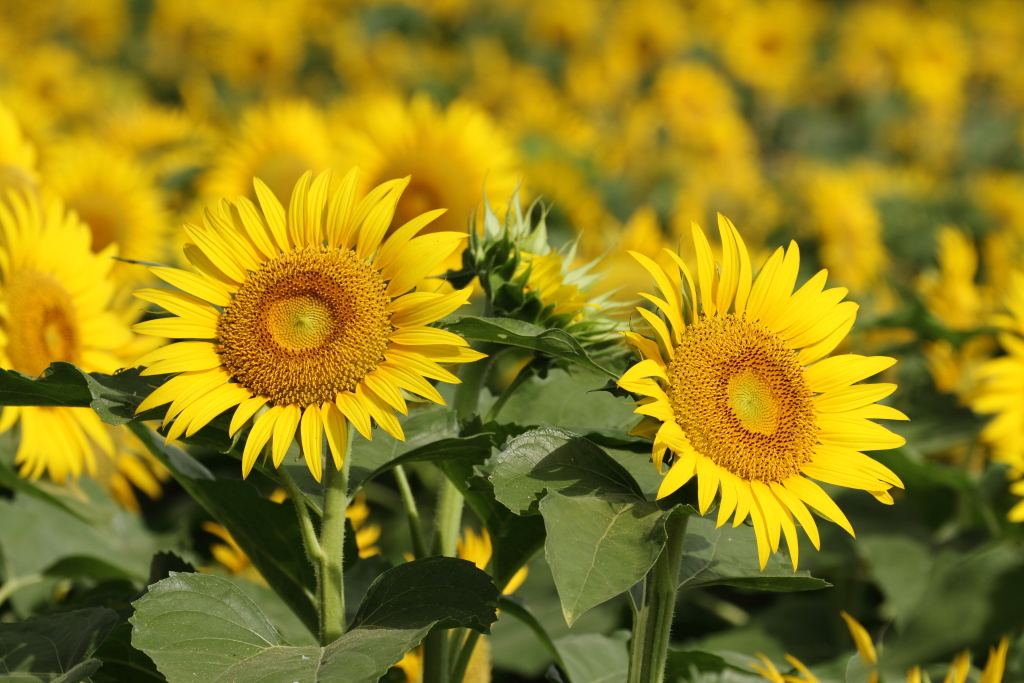 太陽の花 ひまわり　ギャラリー用　あけぼの公園編