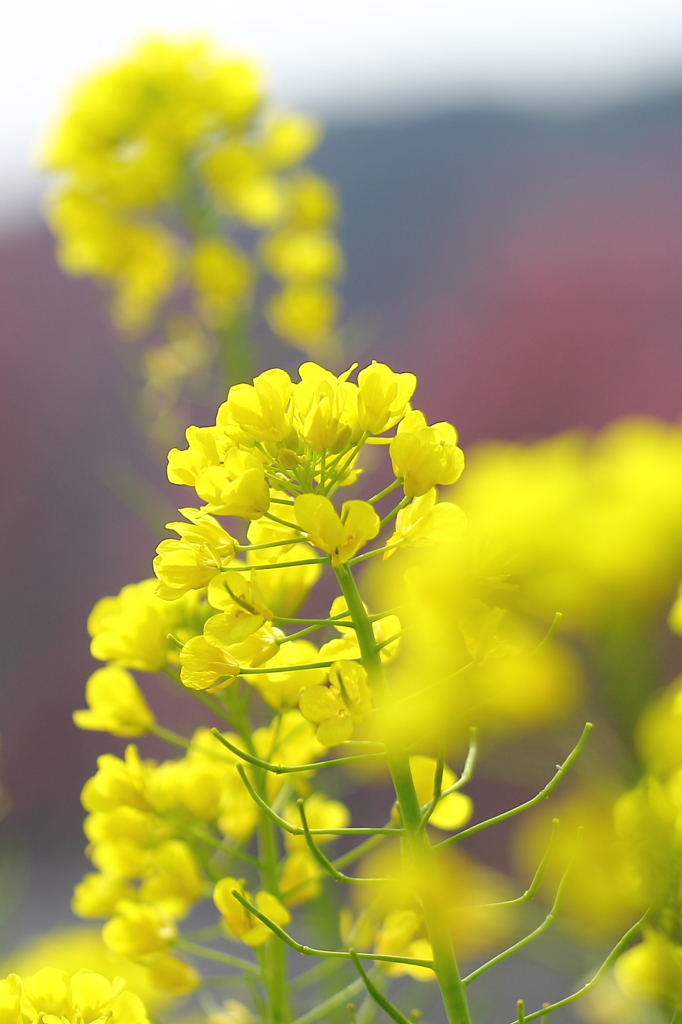 千葉県大山千枚田の菜の花