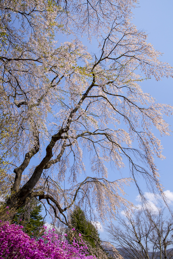 桜　総集編①