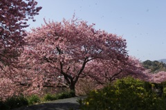 桜三昧1　伊豆河津川沿いの桜