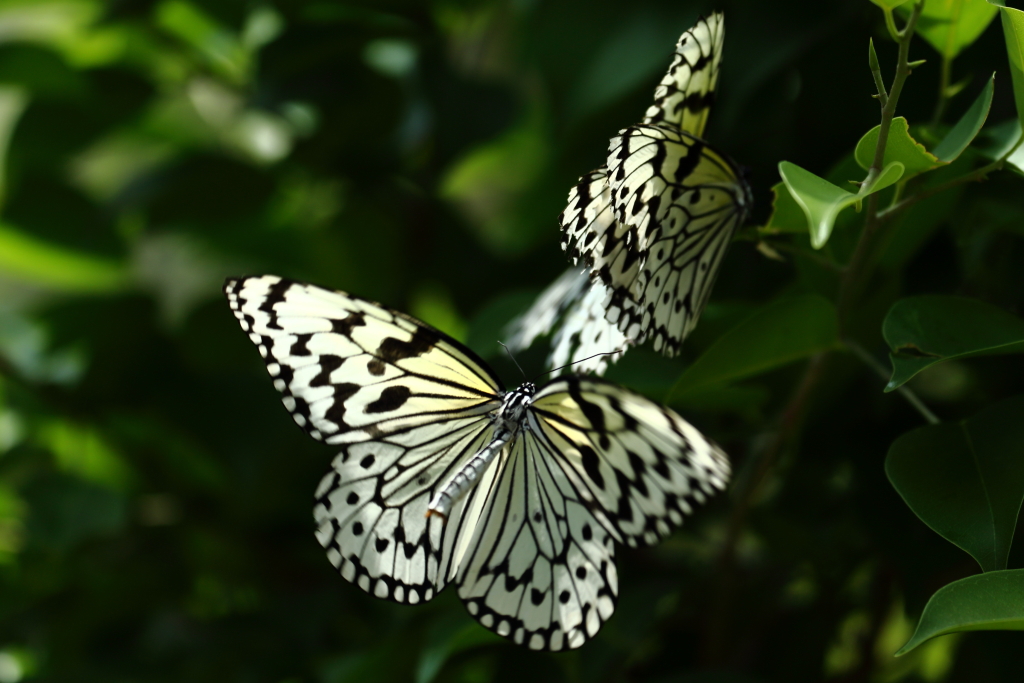 butterfly paradise 2