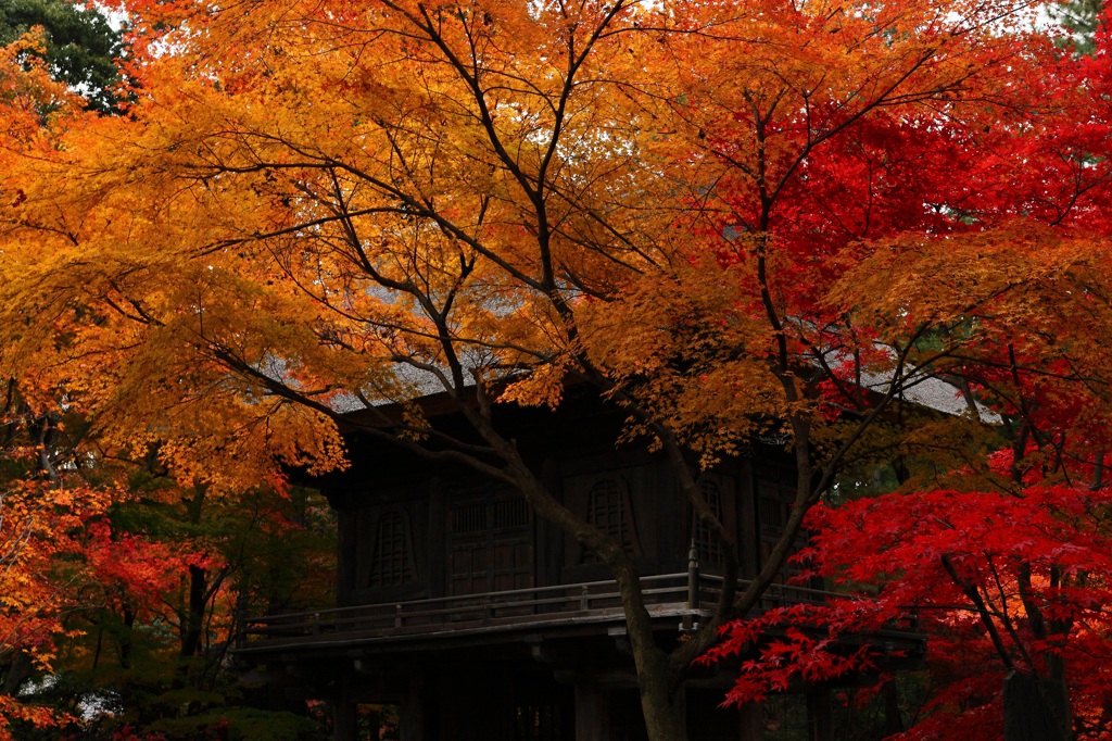 錦秋の平林寺４