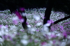 秘密の花園