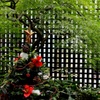 クリスマス
