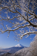 富士三昧447 樹氷