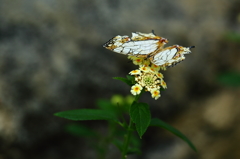 butterfly paradise 6  イシガケチョウ（石崖蝶・石垣蝶）