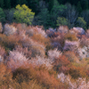 桜三昧2019-20