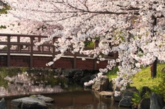 綾瀬公園の桜