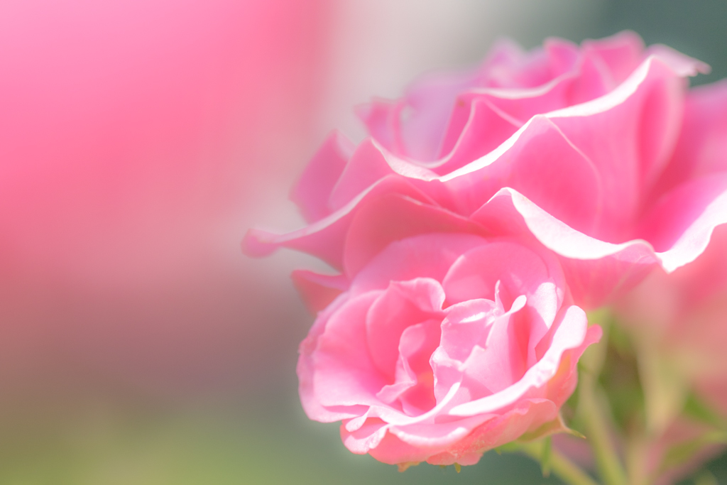 たまには花も撮らないとね^^　④
