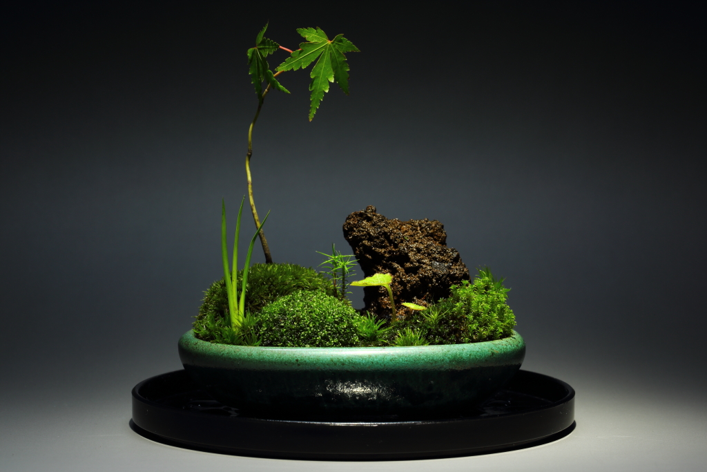 裏ワザ16　癒しの苔盆栽 里山の風景