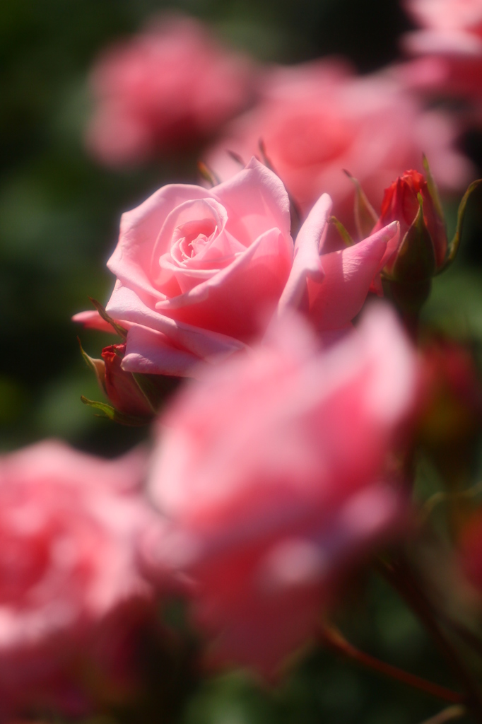 薔薇の園4　アメリカンジュニアミスという品種