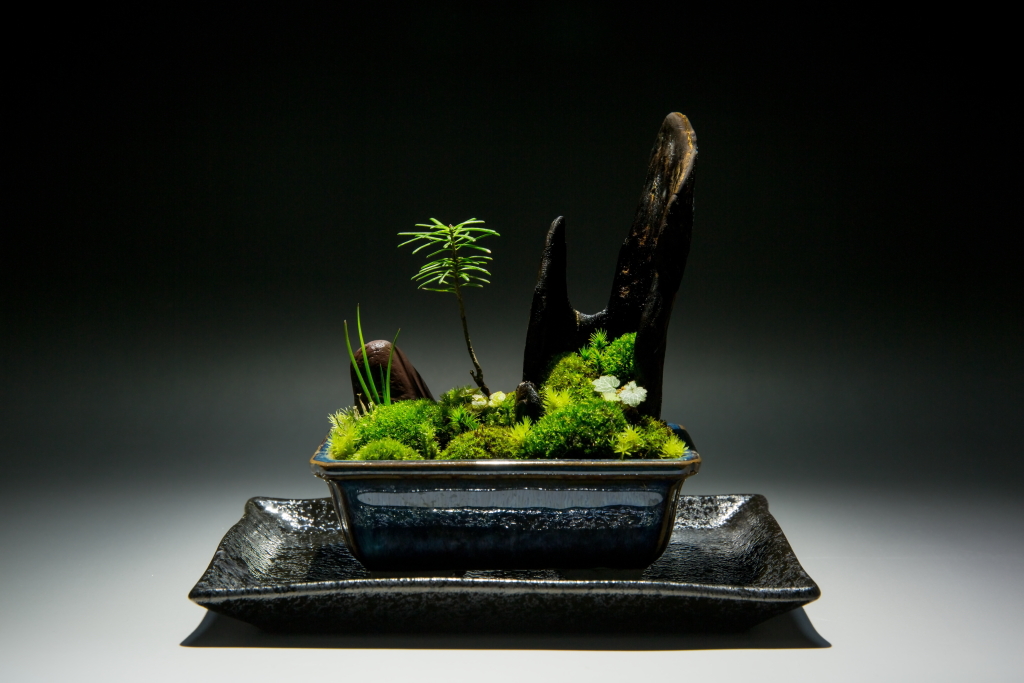 裏ワザ23　癒しの苔盆栽 里山の風景