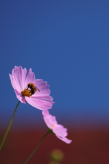 穏やかな秋の日　秋桜3