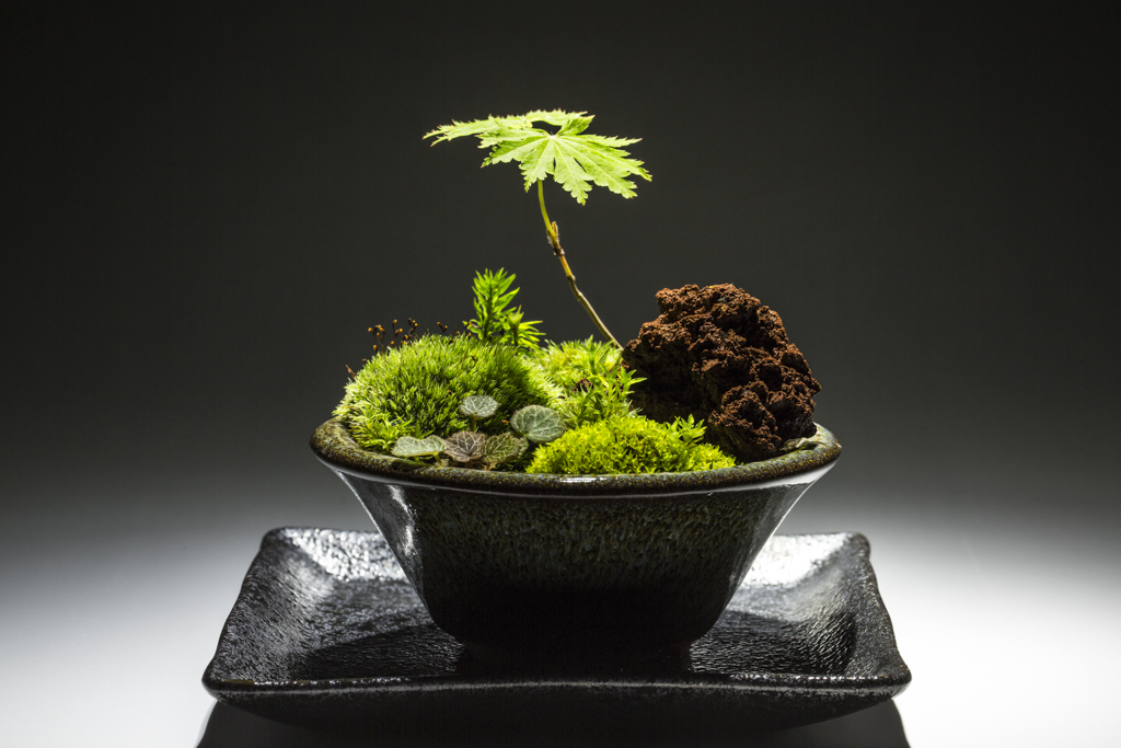 裏ワザ31　癒しの苔盆栽 里山の風景