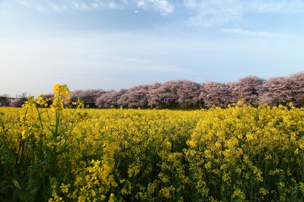 権現堂堤の桜と菜の花