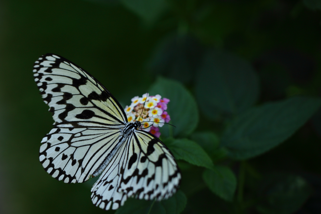 butterfly paradise 1