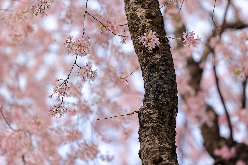 千鳥ヶ淵の桜4