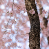 千鳥ヶ淵の桜4