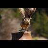 掛川花鳥園のバードショー2　ベンガルワシミミズク