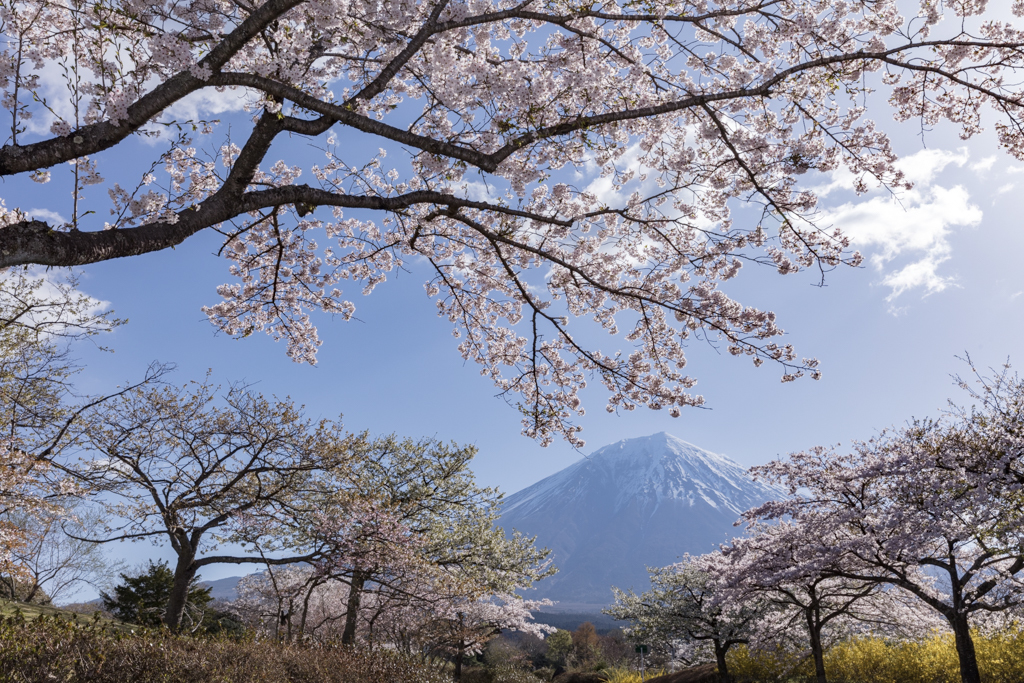 桜三昧⑫