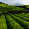 富士三昧557 茶畑三昧(^^♪