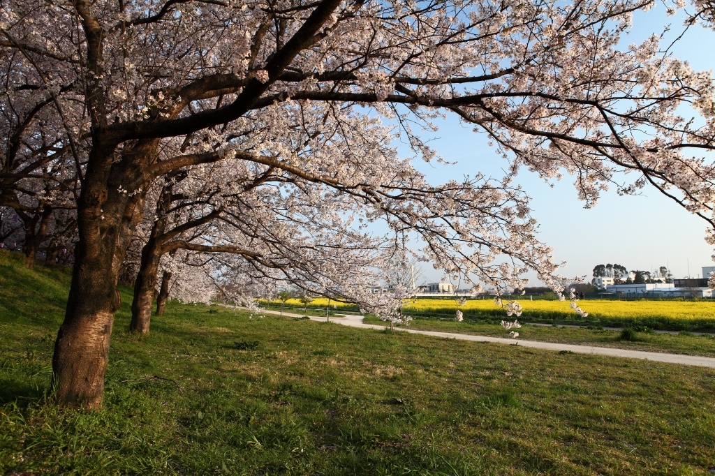 権現堂堤の桜