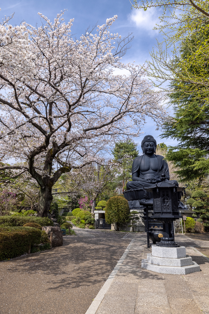 東京大仏の桜1