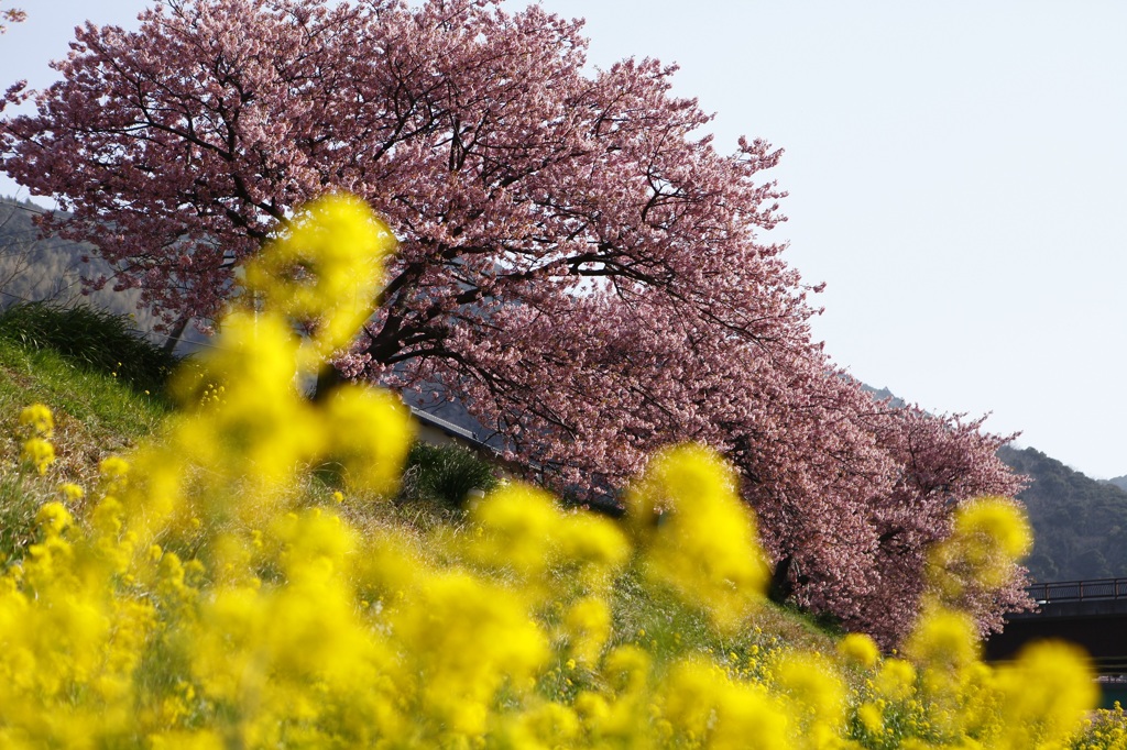 桜三昧3　伊豆河津川沿いの桜2