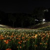 ゆり園のライトアップ