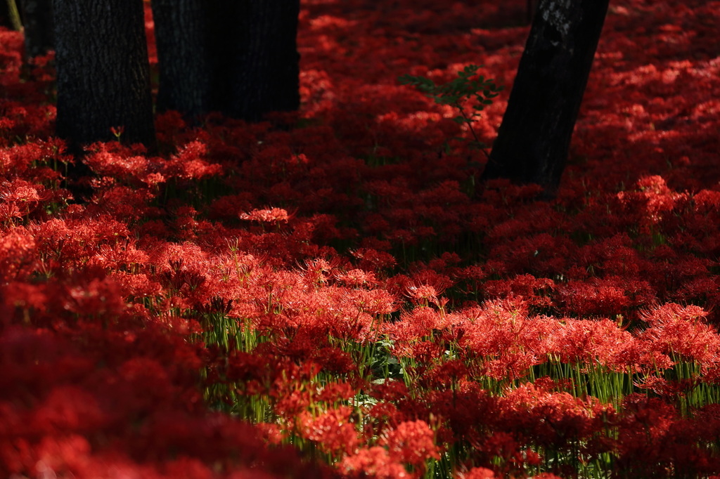 天空の花 曼珠沙華⑰　「紅い大海原」　ギャラリー用