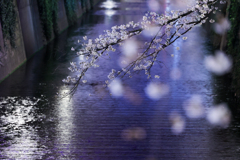 目黒川の桜3