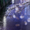 目黒川の桜3