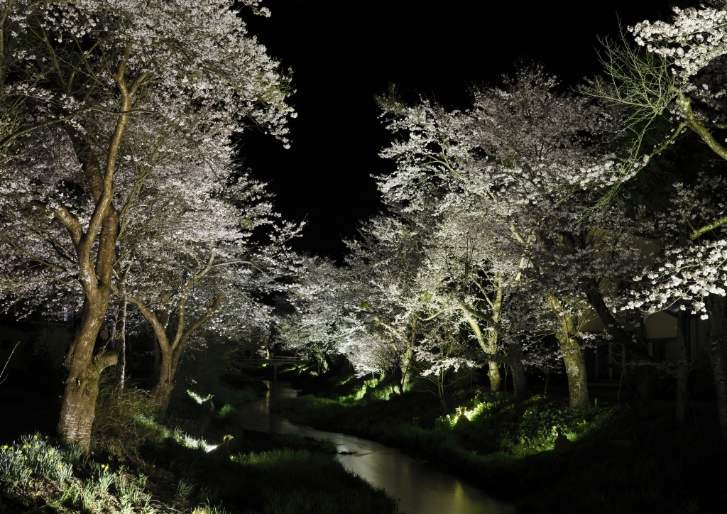 忍野の春　夜桜ライトアップ