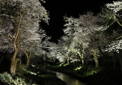 忍野の春　夜桜ライトアップ