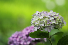 こころにうるおいを　紫陽花ギャラリー23