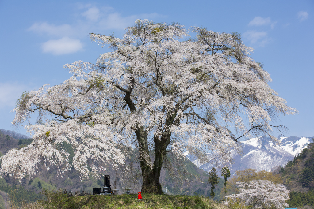 憧れの一本桜③